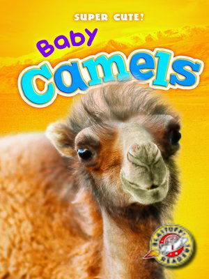 cover image of Baby Camels